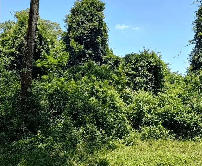 Terreno em São Roque 03